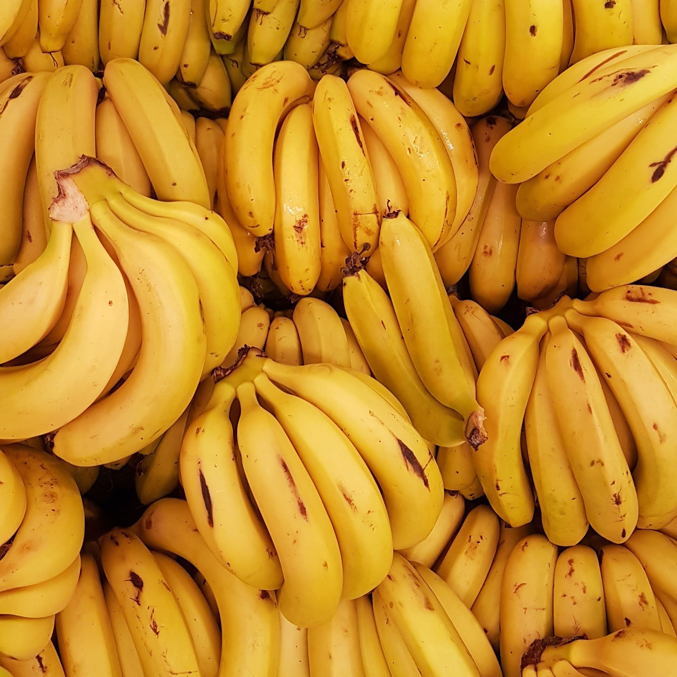 Récolte de bananes